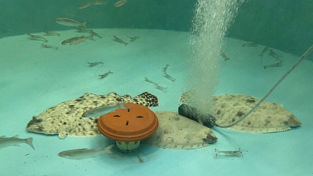See tiny flounder reared at Bluffton hatchery