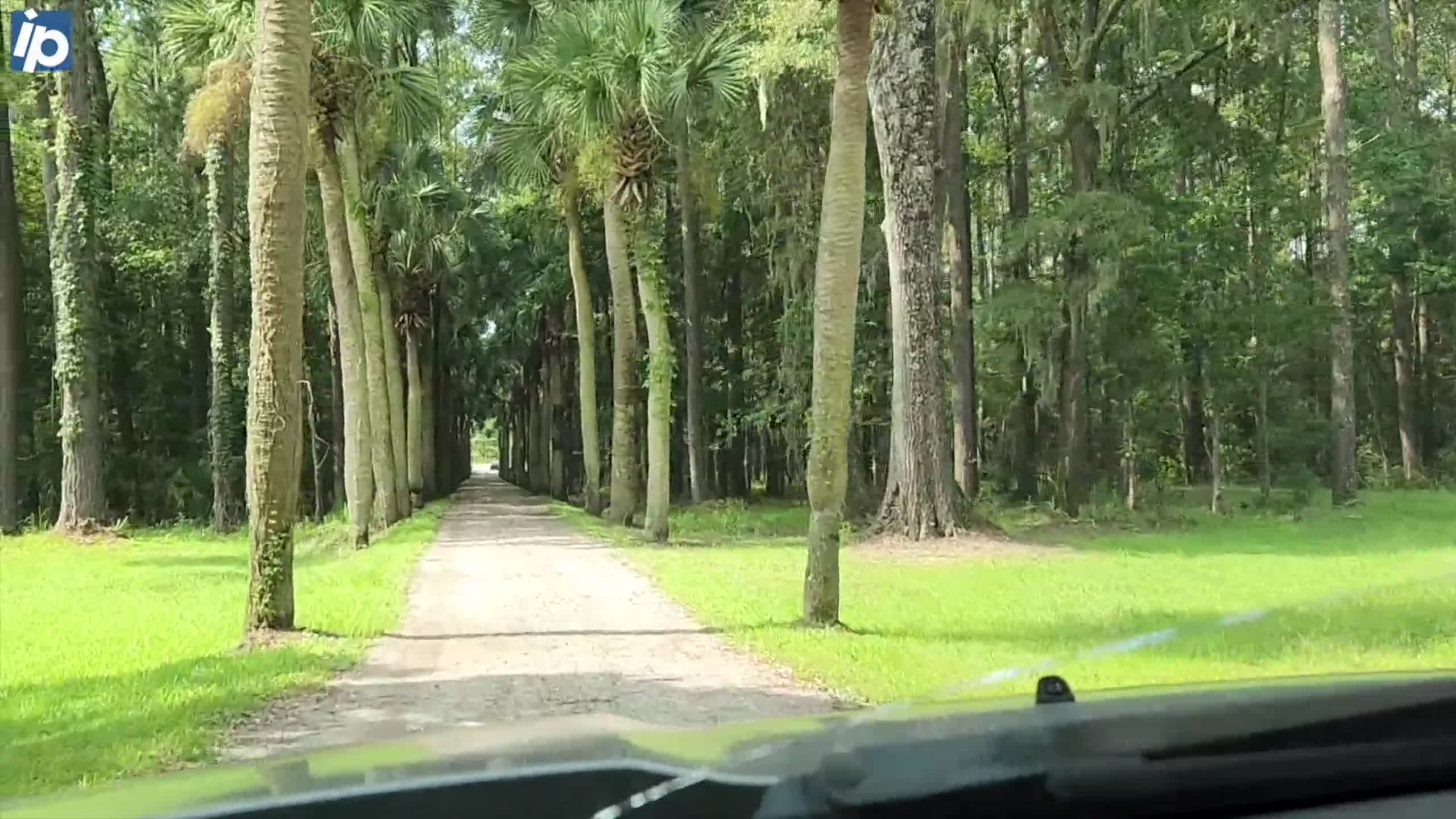 Video shows palm tree drive through marsh of SC plantation listed for nearly $4M