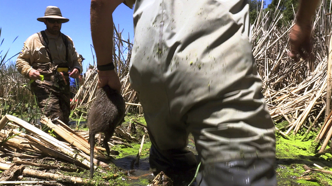 Large rodents invading the San Joaquin Valley
