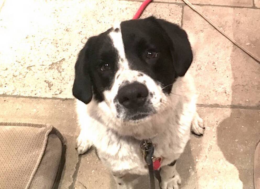 Did Finn the dog swim to Spring Island?