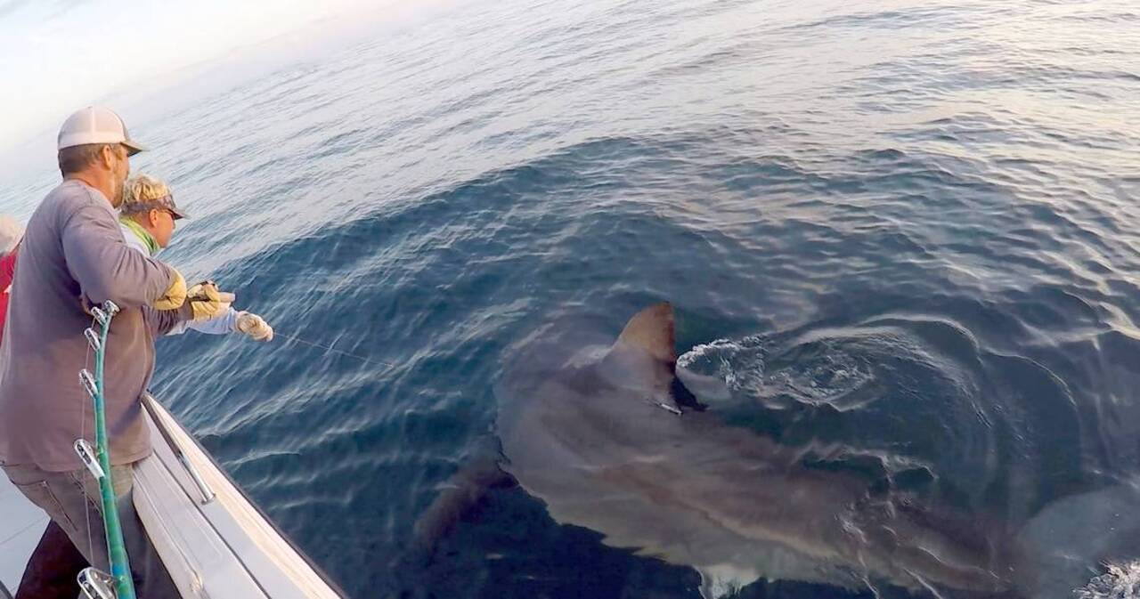 See the moment when Hilton Head fishing crew catches 16-foot great white shark