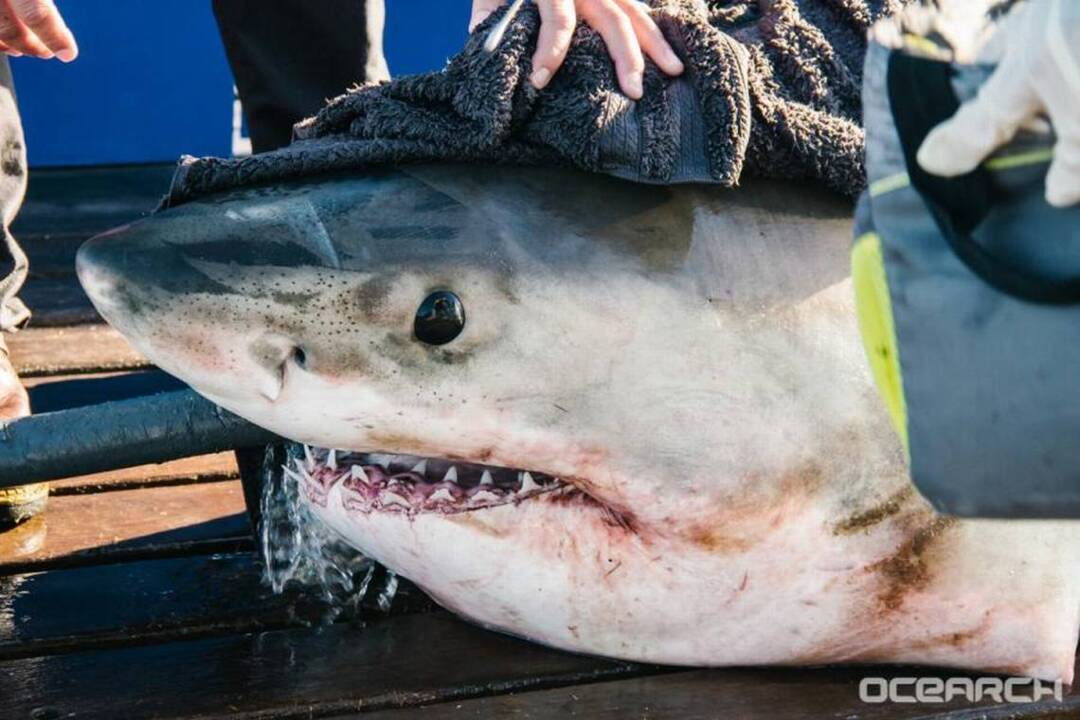 Hilton Head charter captain hooks, tags 2,800-plus great white shark .... in the dark