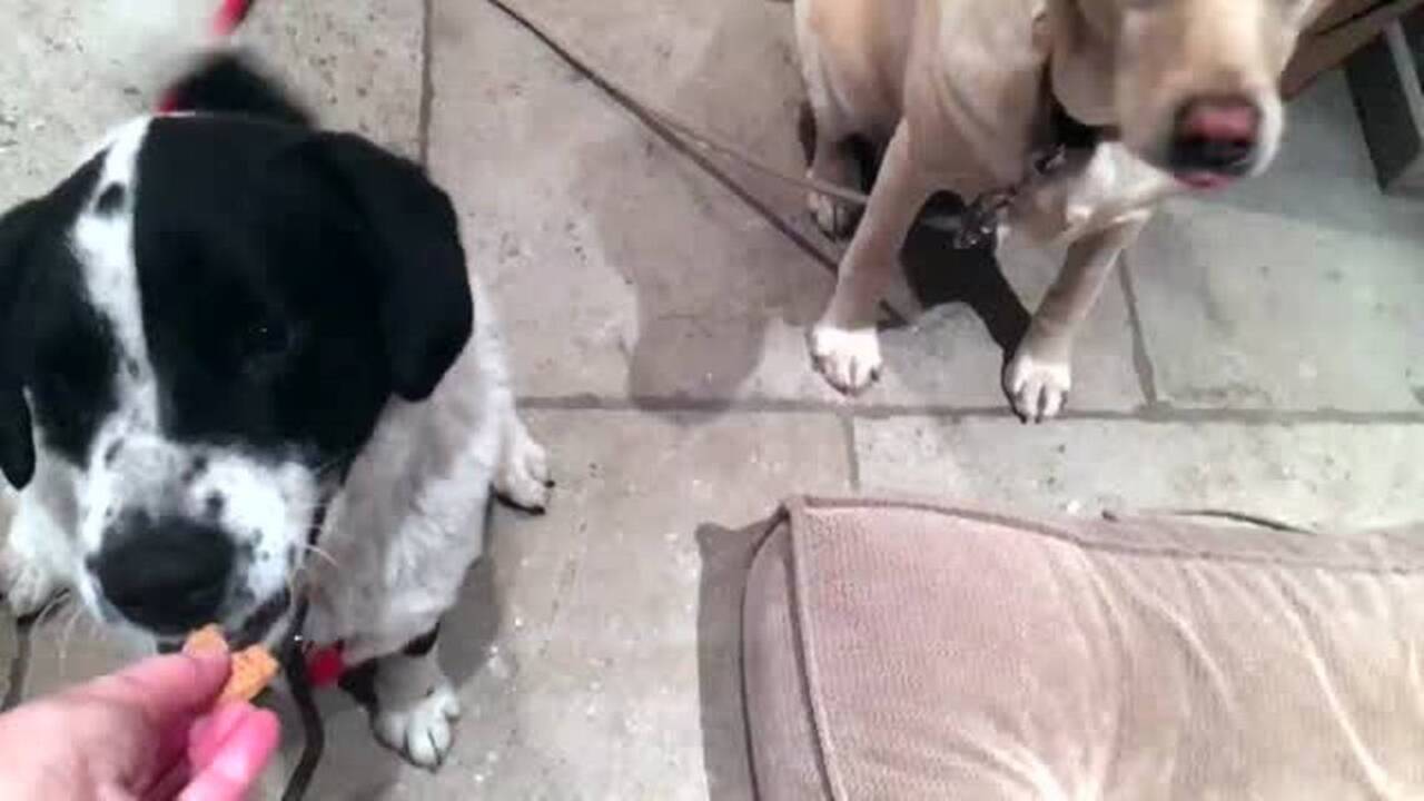 'Remarkable' if Finn swam to Spring Island, says vet