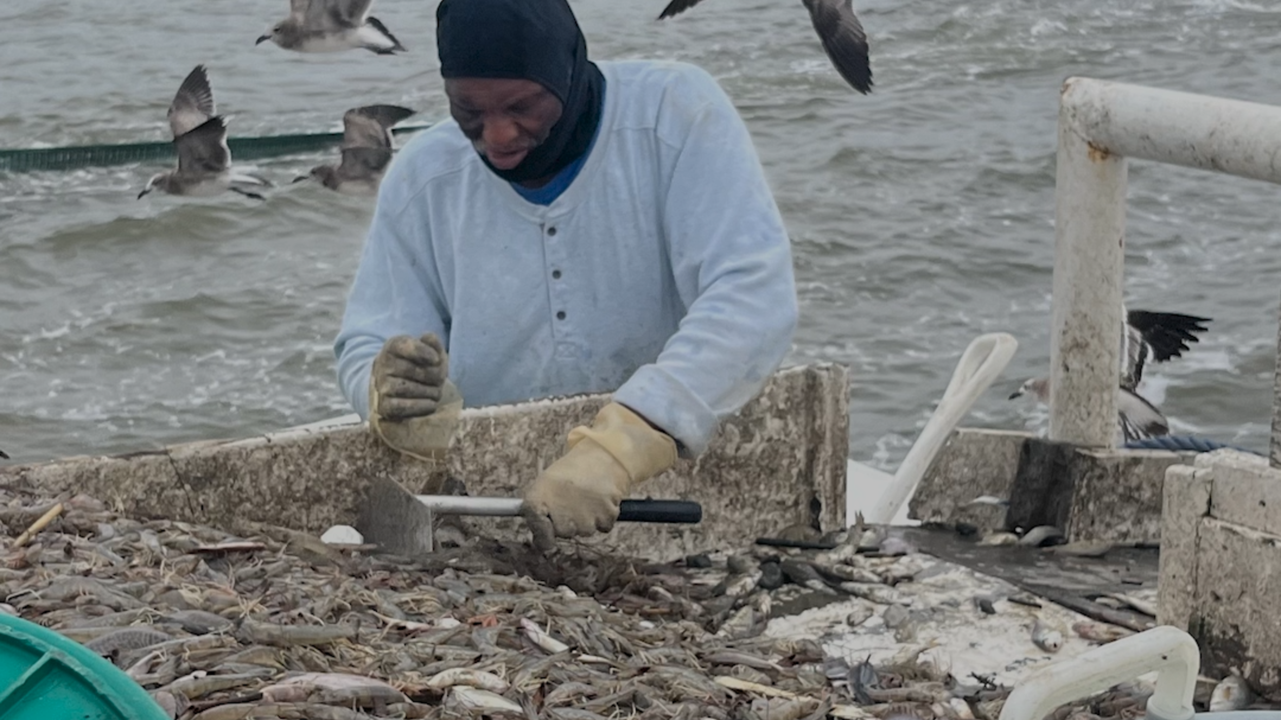 How South Carolina defines foreign and domestic shrimp in new "shrimp law"