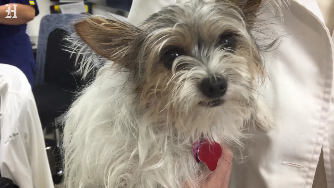 What is dog flu and how do you keep your pet safe?