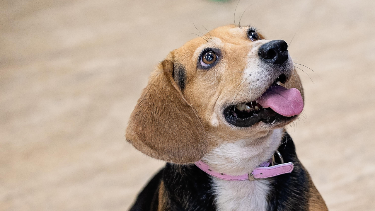 Bacteria-sniffing beagle helps save patients at a Greenville hospital