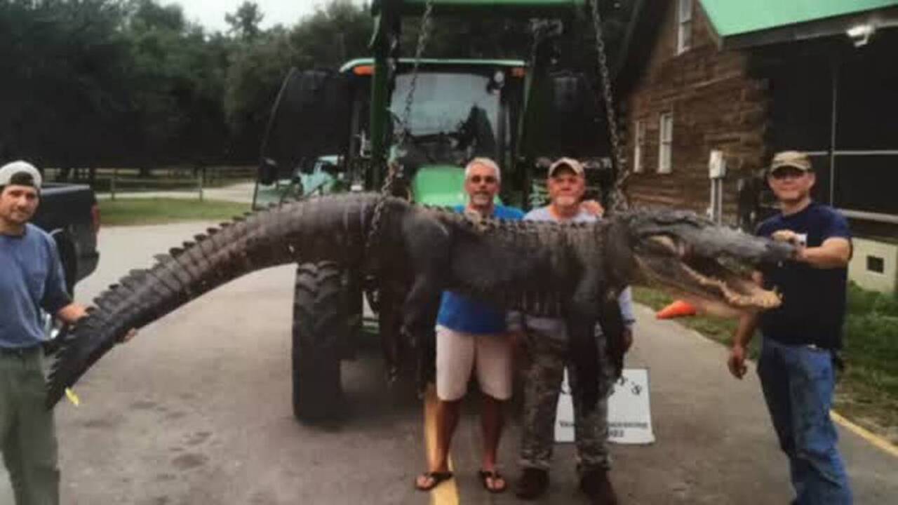 Jaws? With crossbow, harpoons, gun, Chester men bag 12 foot, 620-pound SC gator