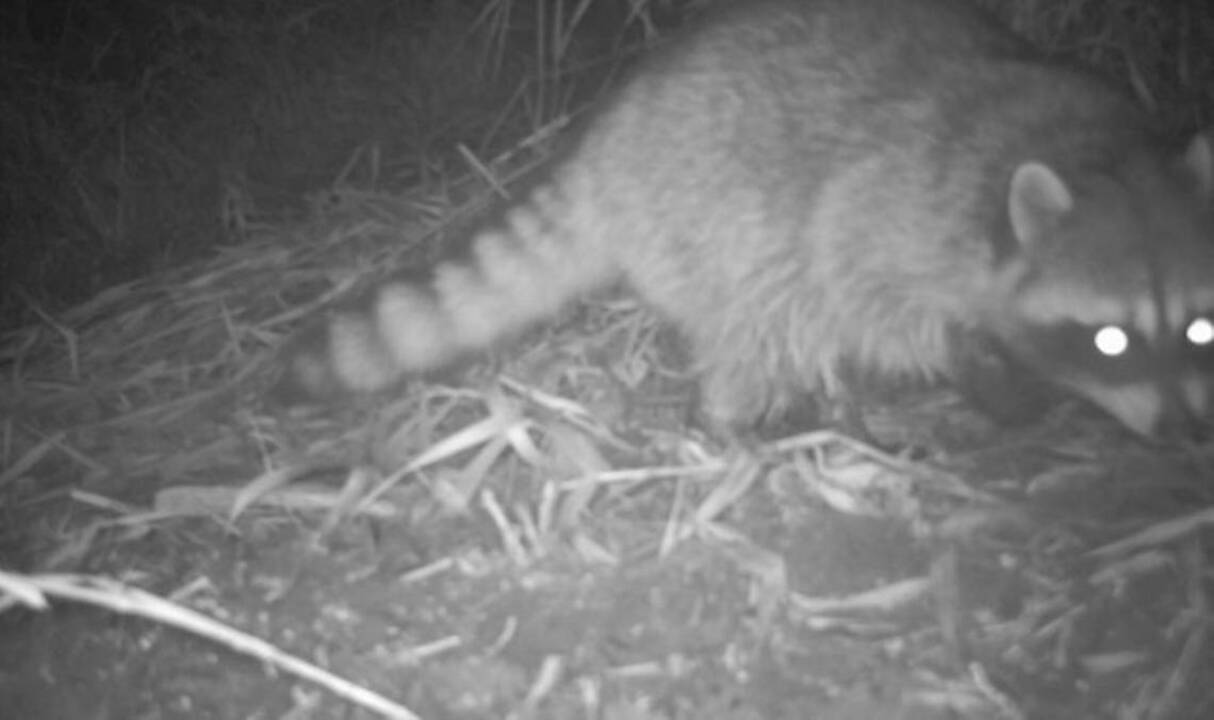 Raccoon cam: Spying on the masked bandits