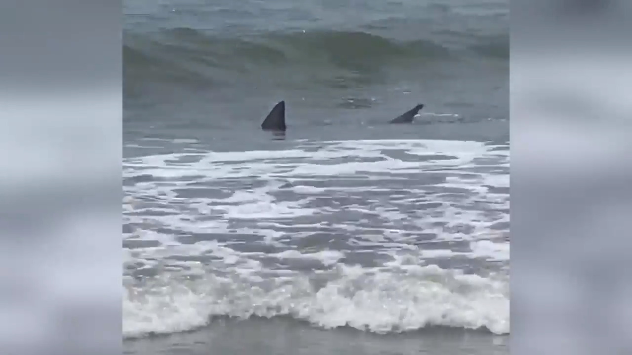 Shark spotted swimming in surf at Coligny Beach on Hilton Head Island SC