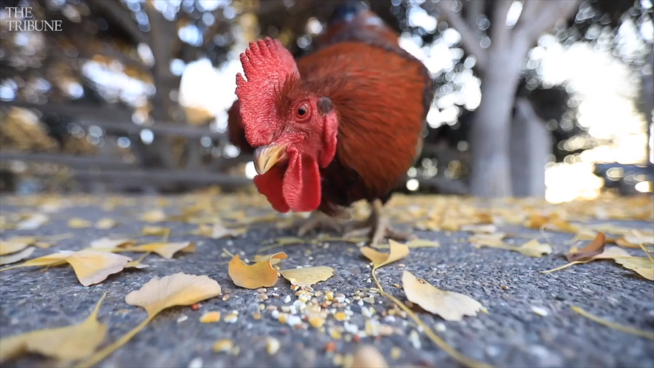 What’s up with the roosters roaming around Arroyo Grande?