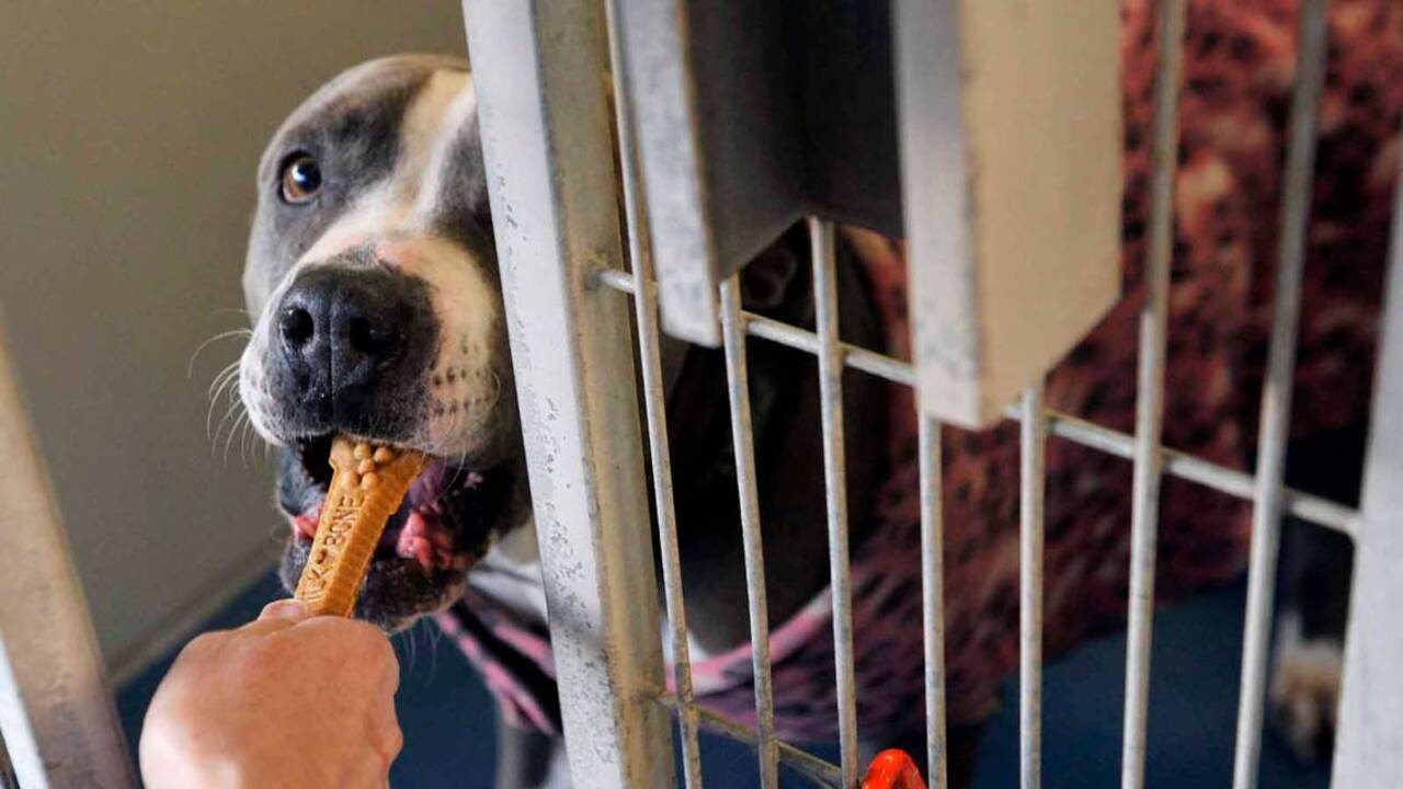 Is Fresno County still killing dogs, cats at highest rate in state? Data show change