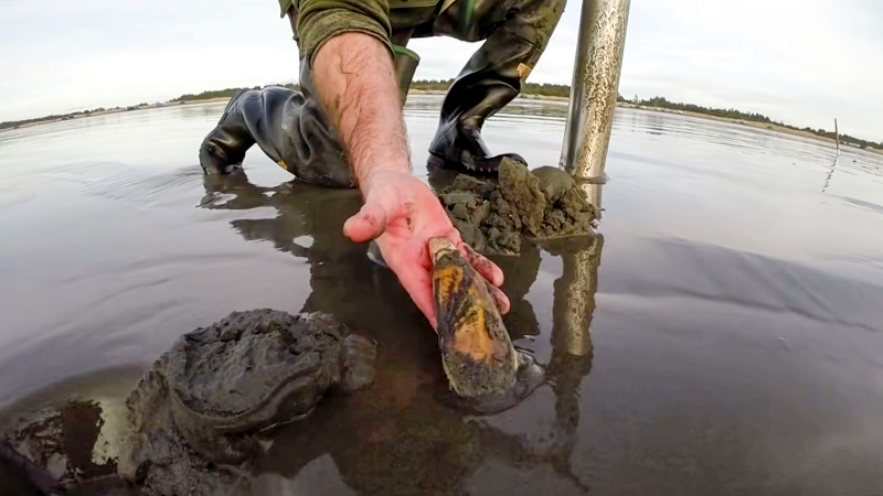 How to dig for razor clams on the Washington coast (video)