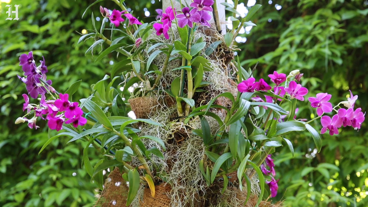 Expert tips on attaching your favorite orchids to trees