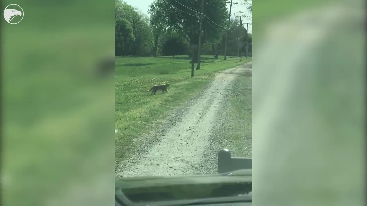 Nebraska police respond to mountain lion sighting; after long search they 'find' their cat