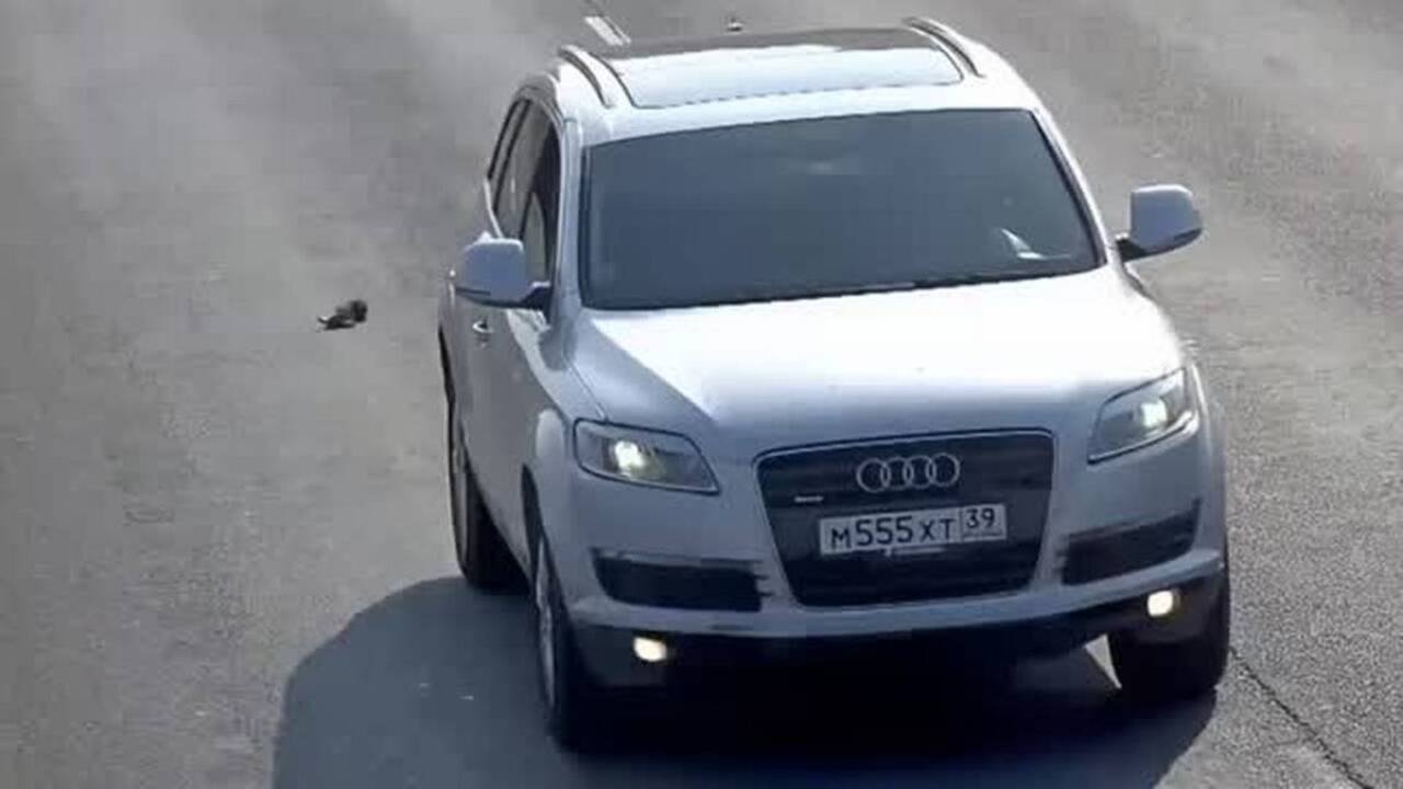 Kitten uses many of its nine lives to survive busy highway