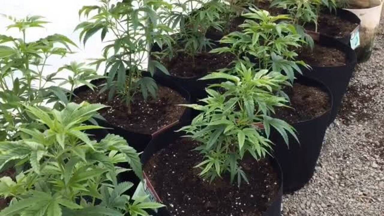 Businesses, experts push workplace marijuana rules