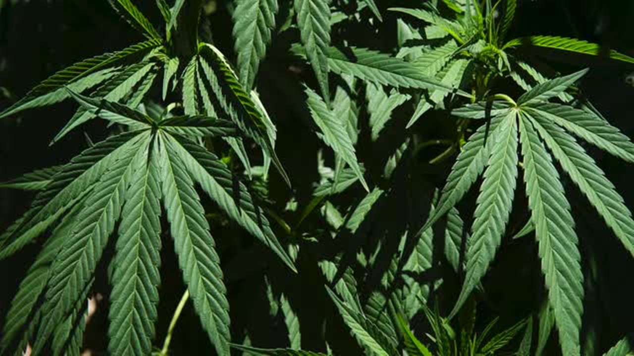 California officials visit pot farms to identify water usage issues
