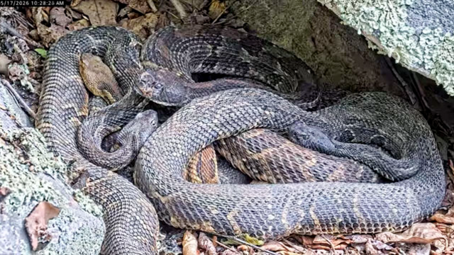 Cal Poly partnership livestreams Pennsylvania rattlesnakes