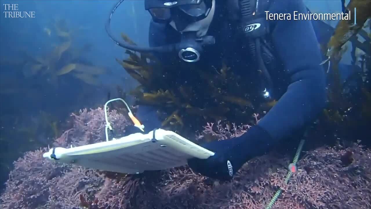 Get an undersea look at the creatures that live in Diablo Cove