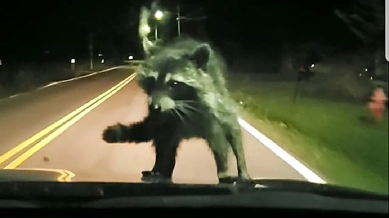 Raccoon takes a ride on the hood of a car