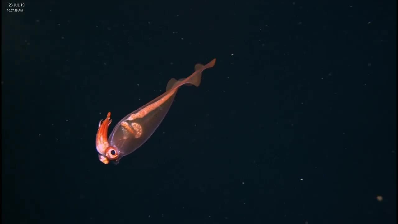 NOAA deep sea team films see-through squid