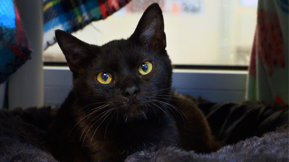 ‘We want to make our community proud.’ PAWS Humane Society begins managing Columbus Animal Care & Control services