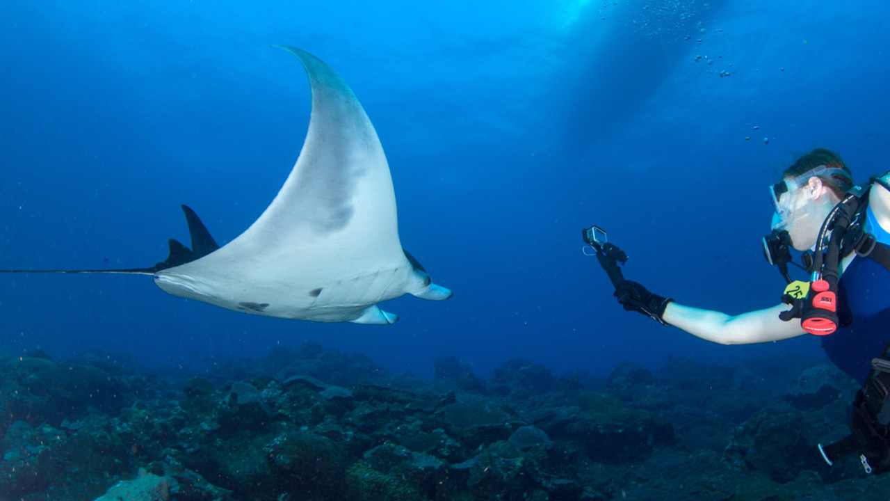 Rock-a-bye manta ray, in the ocean: The first manta ray nursery is found