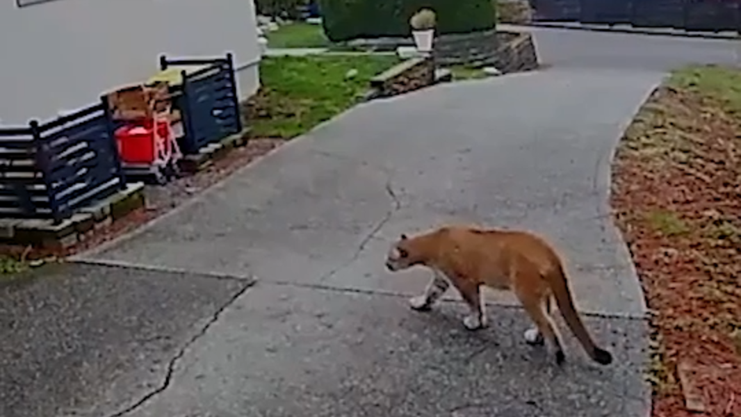 Bellingham residents express concerns amid continued cougar sightings