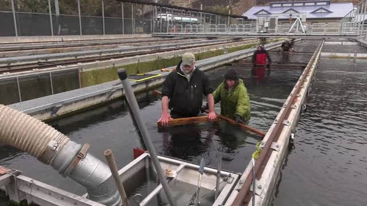 Fantasy Fish League: It's like fantasy football but almost everybody dies