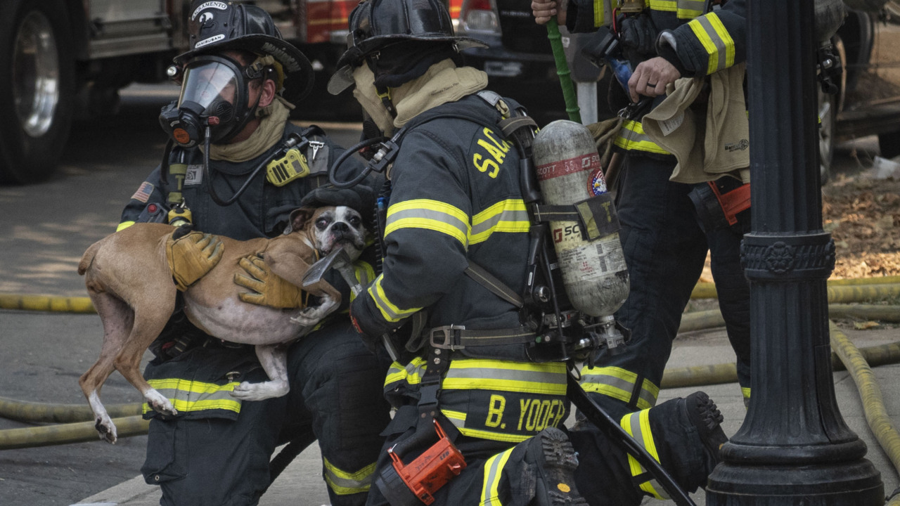 Watch as firefighters rescue a dog from downtown Sacramento apartment fire