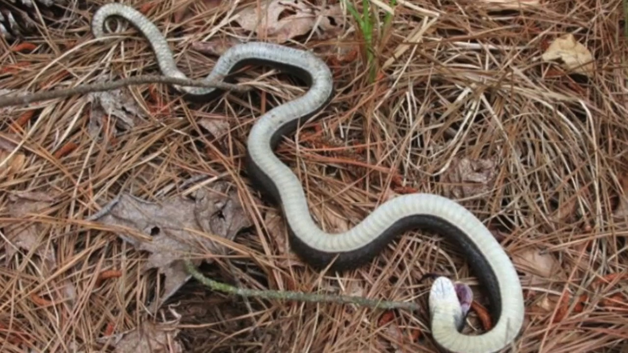 This NC snake likes to play dead