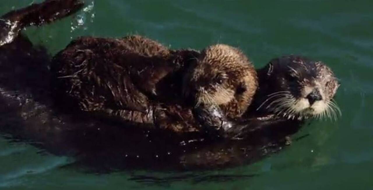 Take a break: Watch otters big and small hang out in Morro Bay