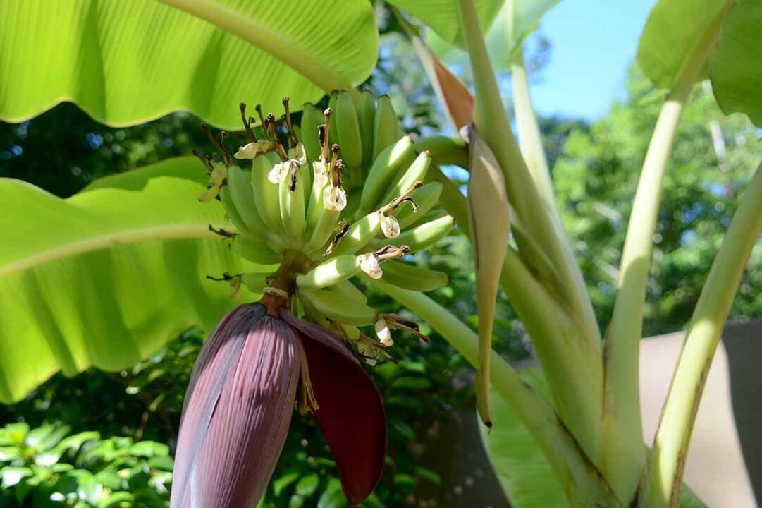 Bananas growing on Hilton Head an a-peeling sight