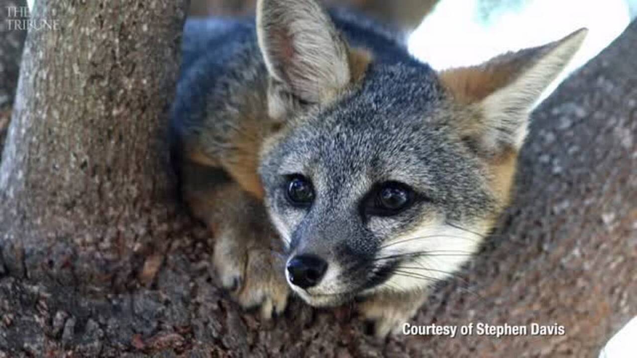 We had a chance to help Arroyo Grande’s friendly fox. Instead, we killed it