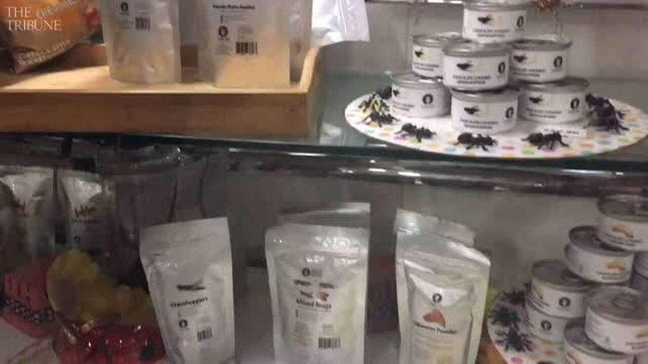 Edible bugs. 'Kevin Bacon.' See some of the strangest things you can buy at the Mid-State Fair