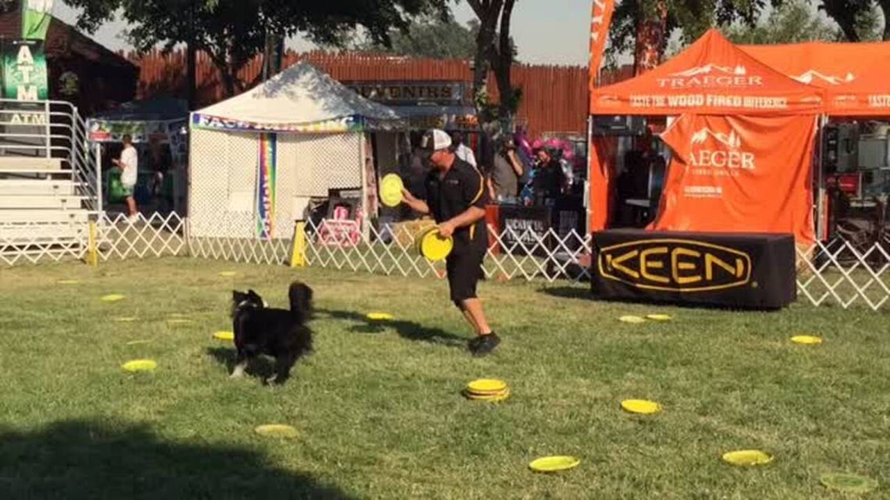 Flying dogs? Only at the California Mid-State Fair