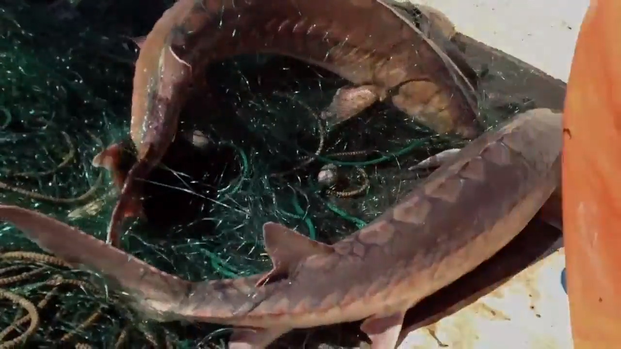 ‘Prehistoric’ fish found washed up on NC’s Outer Banks