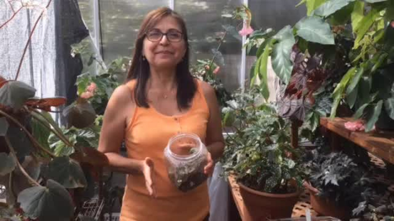 Video: How to make your own begonia terrarium