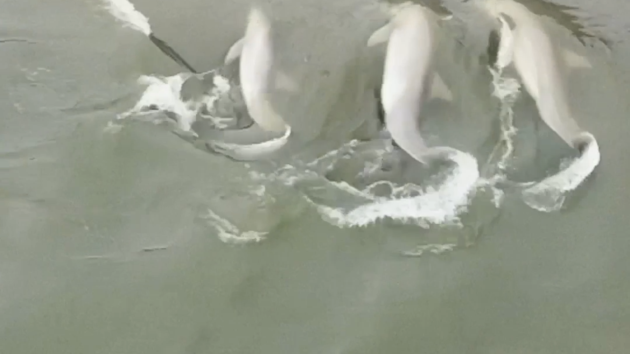 Drone video captures dolphins strand feeding in the SC waters of Beaufort County