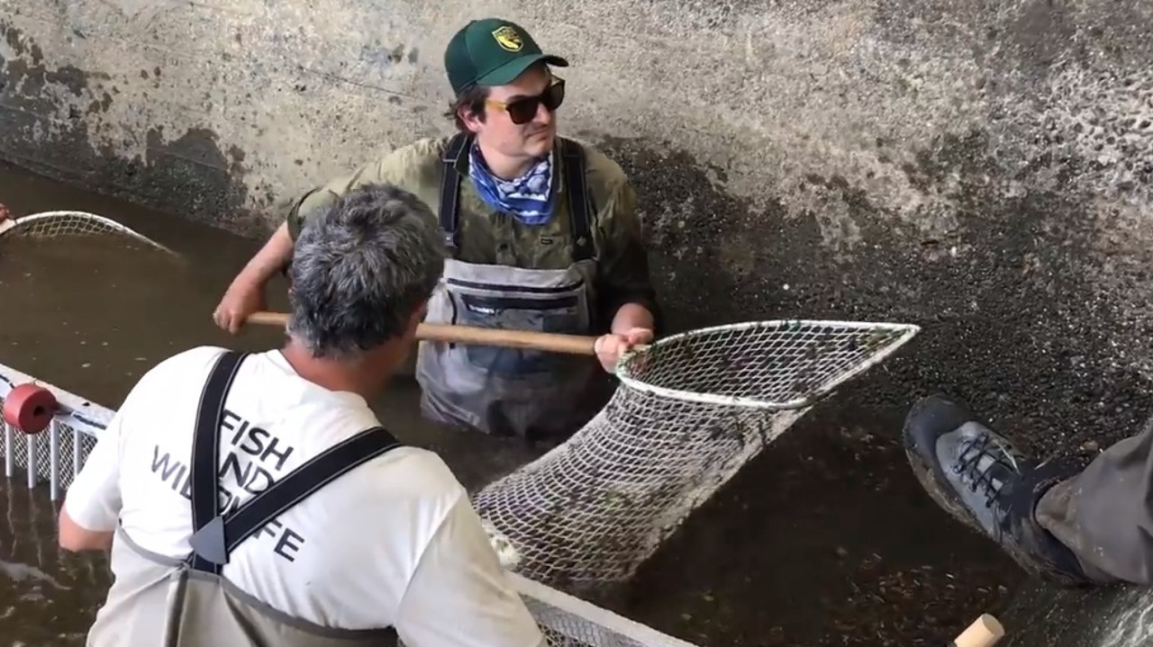 Dead fish wash up near $6.3 million passageway designed to protect them. Why didn’t it work?