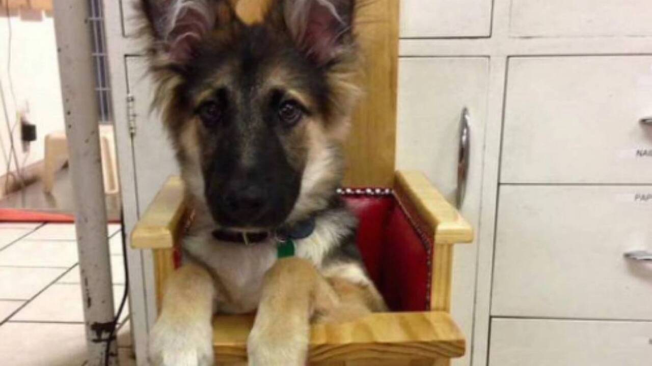 Special chair helps Boise puppy with eating woes
