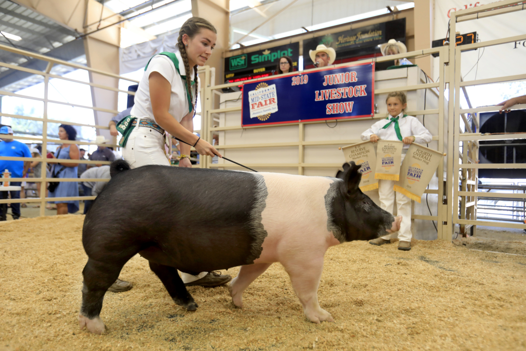 Check out action from California Mid-State Fair Junior Livestock Auction