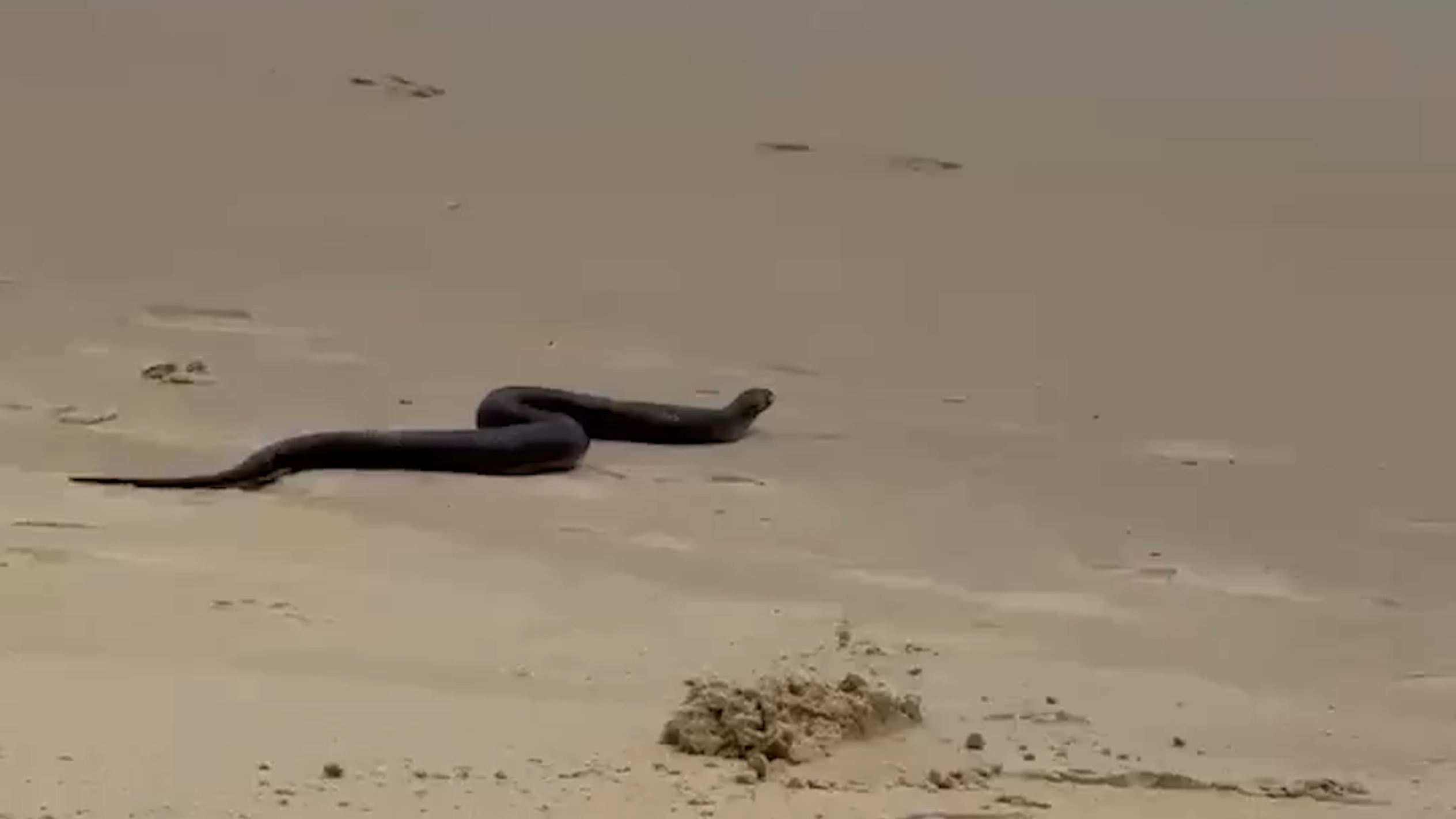 Snake appears in water at Maryland beach