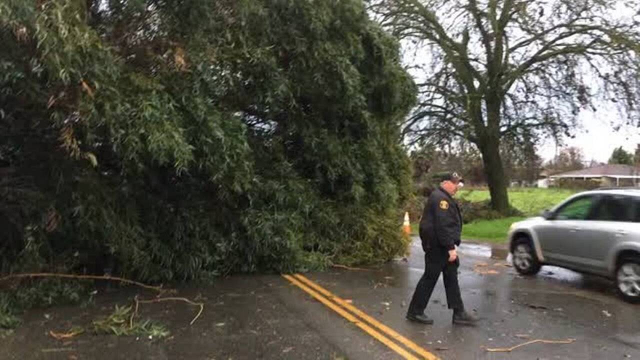 Tree down on Claus Road near Riverbank
