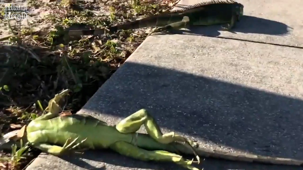 What happens to iguanas during winter?