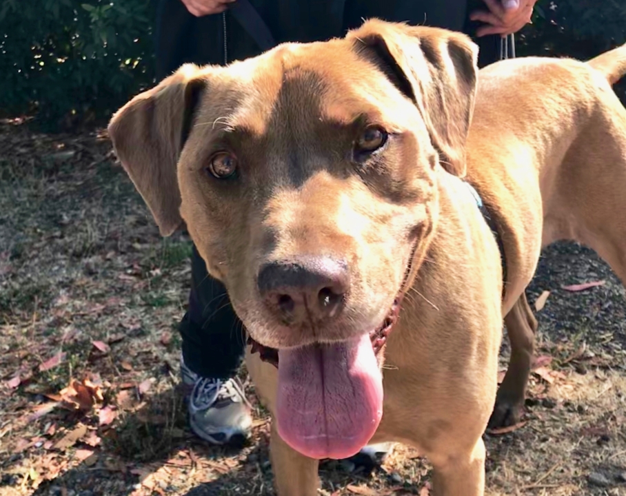 Meet Coco the Labrador mix, an ‘affectionate girl’ in need of a loving home