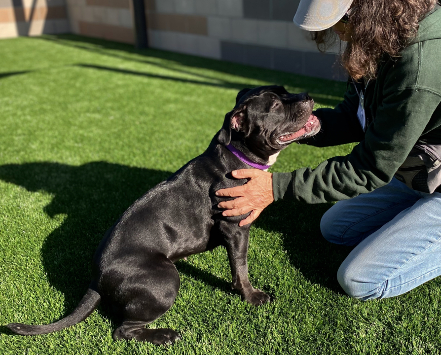 Pet Tales June the Staffordshire terrier mix needs a new home