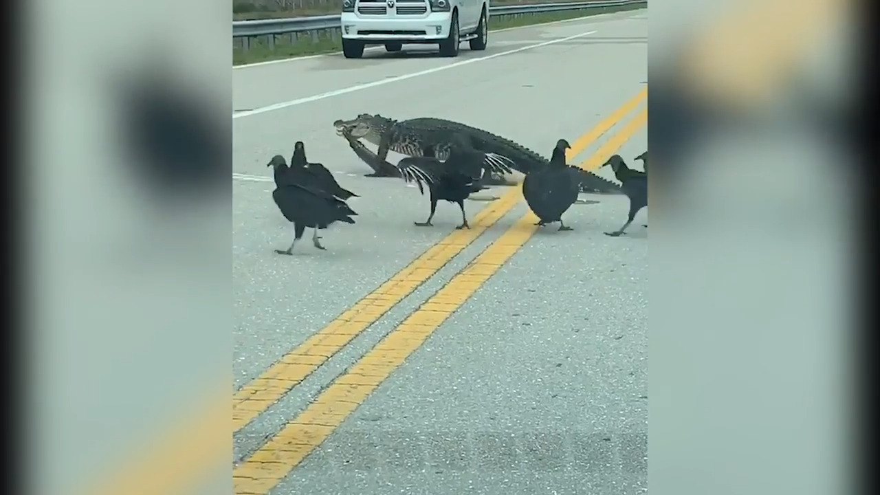 Alligator and vultures take over  Parkland, FL road