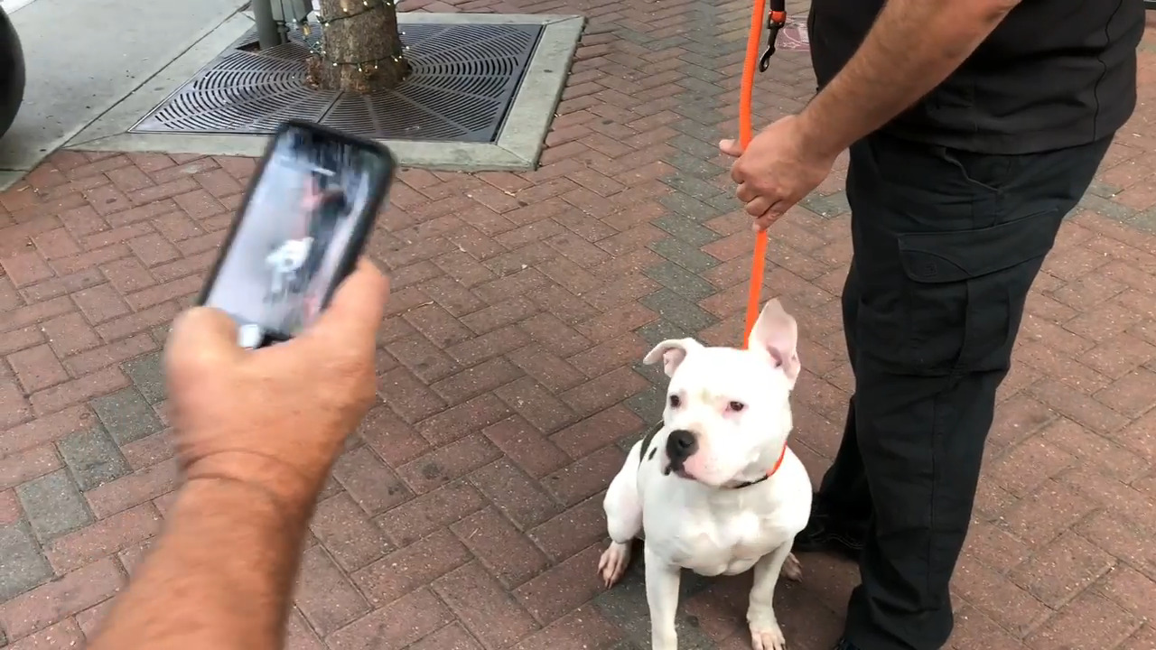 ‘Rover’ uses pets’ faces to find them