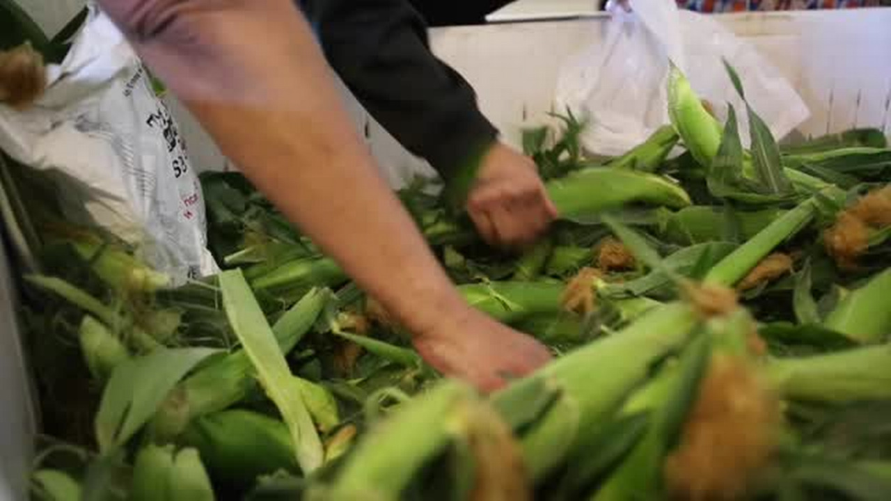 Corn season kicks off at the Fresno State Gibson Farm Market